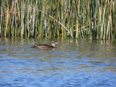 Heteronetta atricapilla