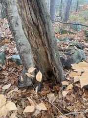 Gymnopilus subspectabilis