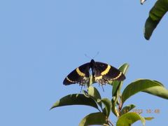 Papilio garamas