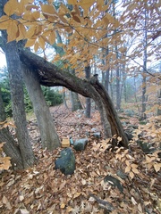 Gymnopilus subspectabilis