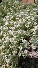 Nolana crassulifolia