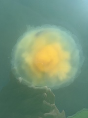 Phacellophora camtschatica