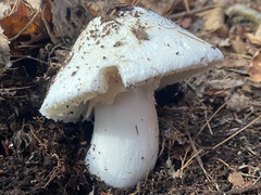 Amanita hygroscopica