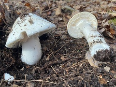 Amanita hygroscopica