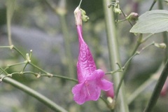 Strobilanthes hamiltoniana