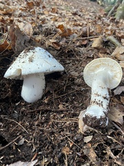 Amanita hygroscopica