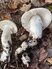 Amanita hygroscopica