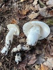 Amanita hygroscopica