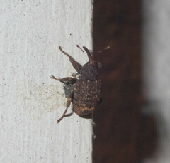 Conotrachelus posticatus