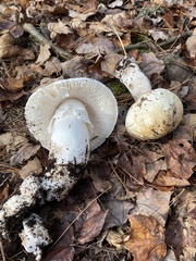 Amanita hygroscopica