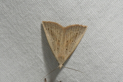 Macrochilo louisiana