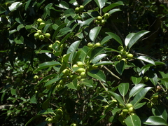 Ficus henneana