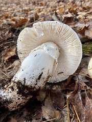 Amanita hygroscopica