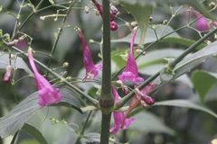 Strobilanthes hamiltoniana