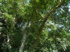 Ficus henneana