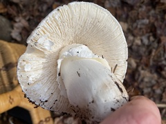 Amanita hygroscopica