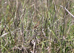 Ammospiza caudacuta