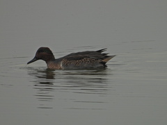 Anas crecca carolinensis