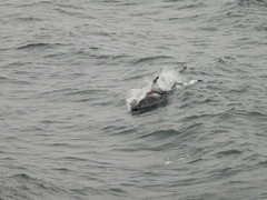 Lagenorhynchus albirostris