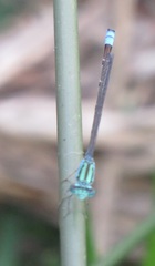 Pseudagrion coeleste umsingaziense