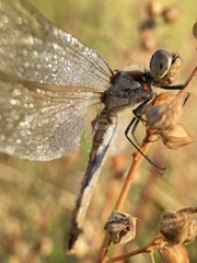 Sympetrum frequens