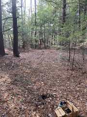 Amanita hygroscopica