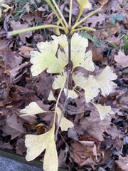 Ginkgo biloba