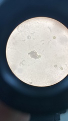 Euglena