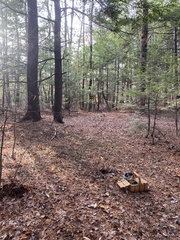 Amanita hygroscopica