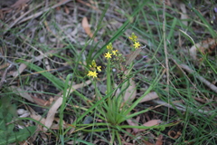 Bulbine bulbosa