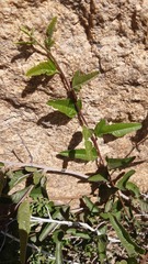 Bridgesia incisifolia