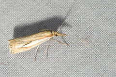 Crambus saltuellus