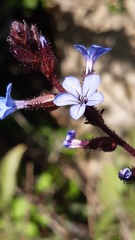 Plumbago caerulea