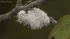 Prociphilus tessellatus