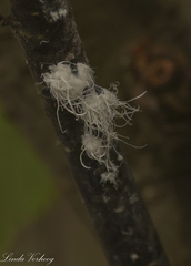 Prociphilus tessellatus