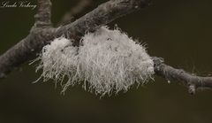 Prociphilus tessellatus