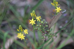Bulbine bulbosa