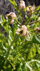 Alstroemeria magnifica
