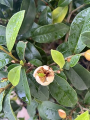 Magnolia