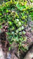 Peperomia circinnata