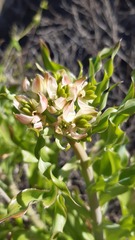 Alstroemeria magnifica