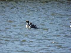 Podiceps occipitalis