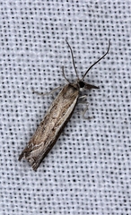 Ptochostola microphaeellus