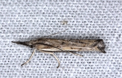 Ptochostola microphaeellus