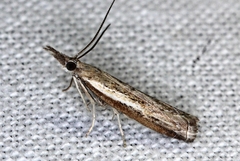 Ptochostola microphaeellus