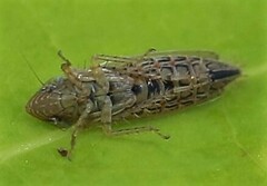 Laevicephalus sylvestris