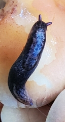 Prophysaon andersonii