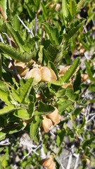 Bridgesia incisifolia