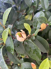 Magnolia