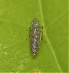 Laevicephalus sylvestris